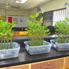 The red mangrove seedlings that the students planted in September here at Abaco Central High School are growing tall. The question is, "Which ones will grow the fastest? The seedlings planted in mangrove mud, sand, or pebbles?"