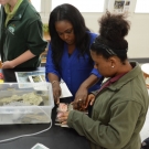 FRIENDS Education Officer Cassandra Abraham helps a student at Forest Heights to identify a sea urchin.