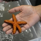 Here is a close-up view of the sea star's tube feet. The sea star is being held upside down.
