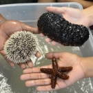 Students at Forest Heights Academy hold a sea urchin, sea star, and sea cucumber, which they learned are animals that are in the Phylum Echinodermata.