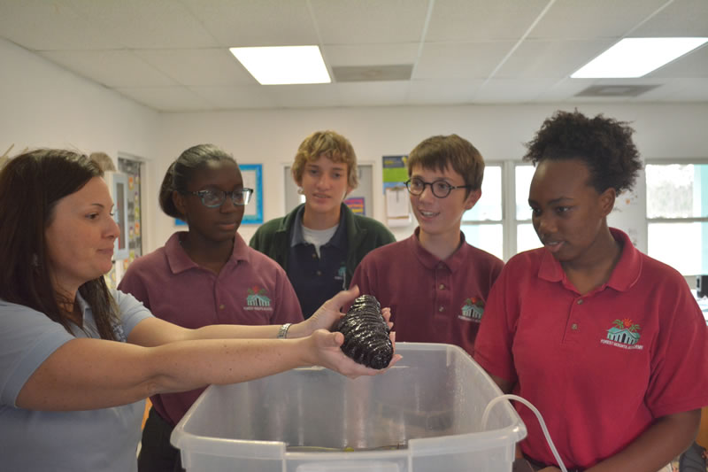 "Sea cucumbers are like worms of the sea. They help to break down the detritus in the sand, recycling nutrients. " Director of Education, Amy Heemsoth explains to students in the year one B.A.M. program at Forest Heights Academy.