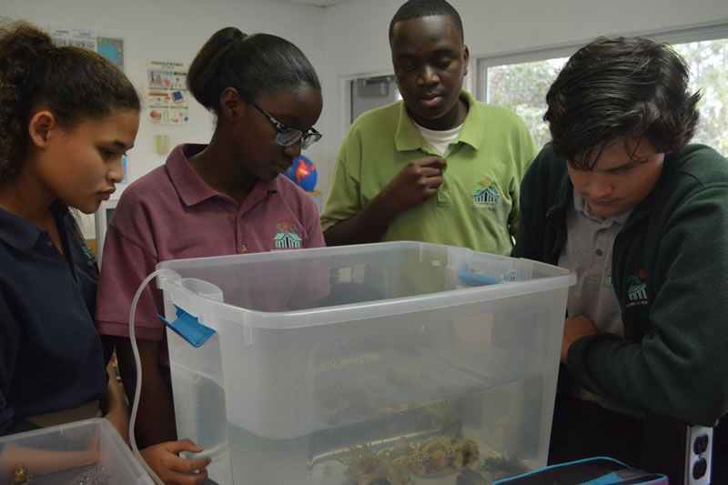 Students at Forest Heights Academy identify the species of fish as part of a mangrove food web activity.