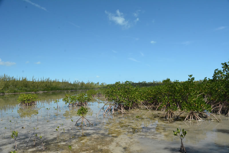 Red mangroves line the intertidal zone at Camp Abaco. Notice the many red mangrove seedlings that have taken root here.