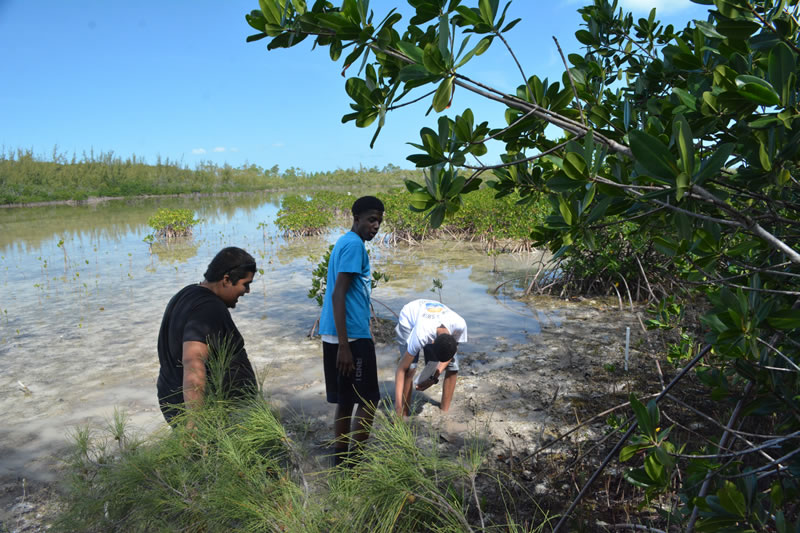 BAM year 2 students from Forest Heights Academy wade into the mangrove mud to sample the pH and dissolved oxygen in their quadrats.