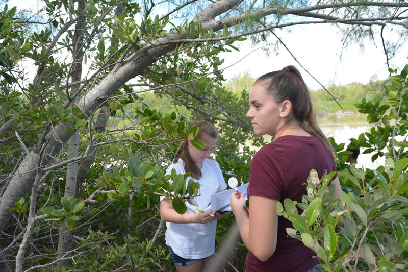 Students at Forest Heights Academy that are in the year 2 program work in teams of 5-6 people in order to monitor the mangroves in a 5 x 5 meter area.