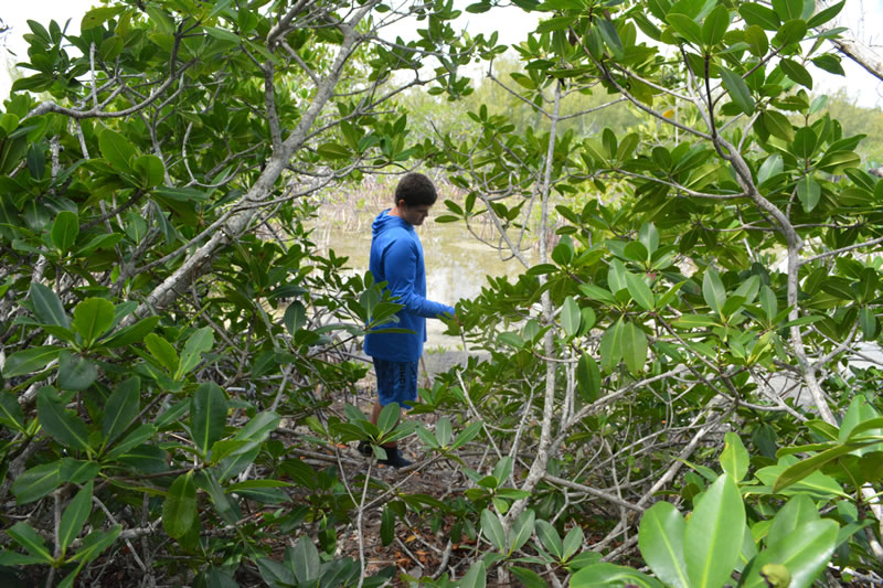 B.A.M. student collects a water sample inside his mangrove plot. He will measure the temperature, dissolved oxygen, salinity, and pH of the water.