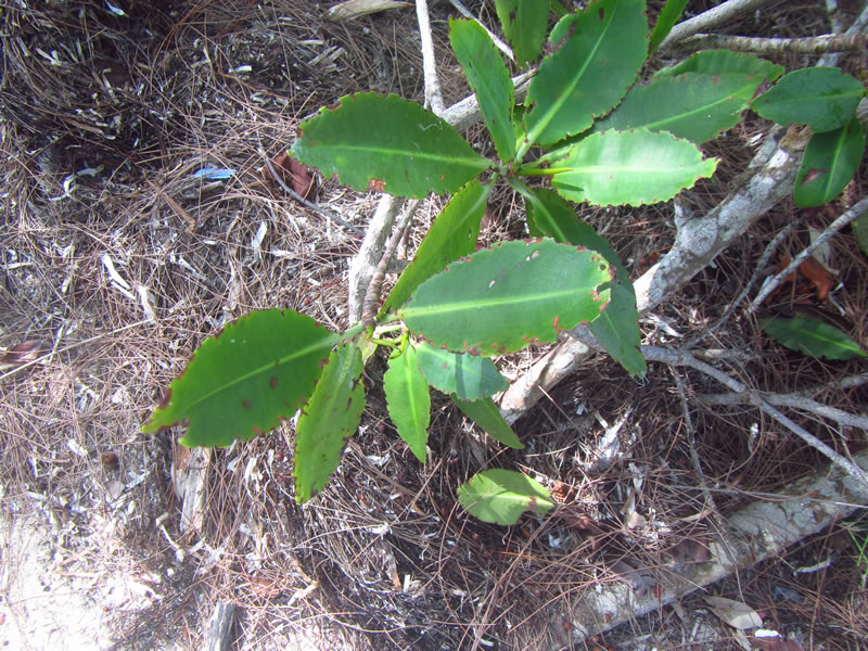 Diseased red mangrove leaves are spotted at Camp Abaco by students in the Marine Biolgoy class at Forest Heights Academy.
