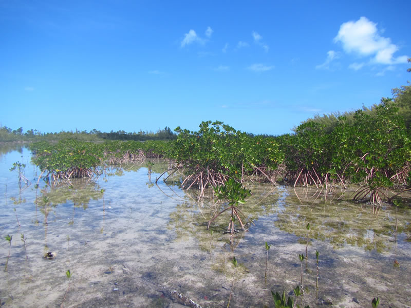 Red mangroves at Camp Abaco in Marsh Harbour, Bahamas