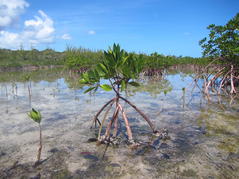 A healthy young red mangrove
