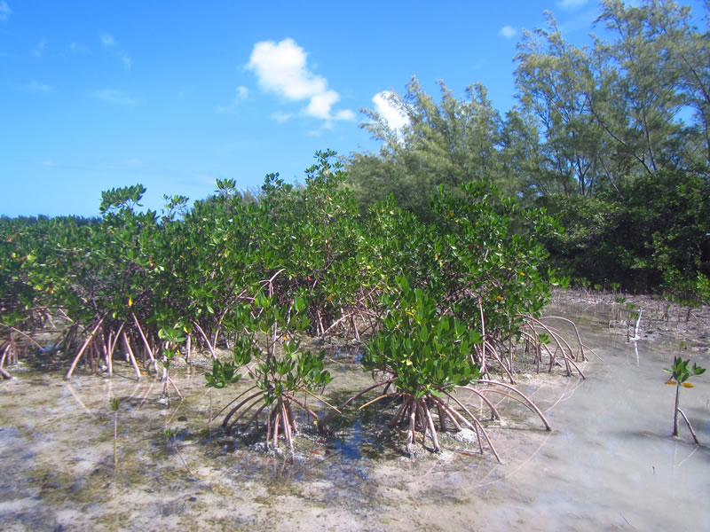 The red mangroves of Camp Abaco line the waters edge, which is typically where they are found.