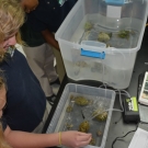 Forest Heights Academy Biology grade 10 students look at the sea hare in awe. Most students had never even heard of a sea hare before.