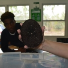 Forest Heights Academy 10th grade Biology students inspect the mouth (center of organism) of a sea biscuit.
