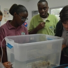 Students at Forest Heights Academy identify the species of fish as part of a mangrove food web activity.