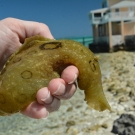 It's time to return the sea hares back to the ocean. The students were really excited to see these unusual creatures.