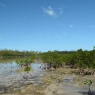 Red mangroves line the intertidal zone at Camp Abaco. Notice the many red mangrove seedlings that have taken root here.