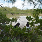 Year 2 B.A.M. students measure the amount of dissolved oxygen in the water of their mangrove quadrat. Dissolved oxygen is the amount of oxygen in water. It is important to measure dissolved oxygen because it is necessary for aquatic forms of life.