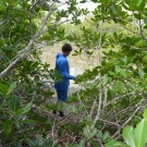 B.A.M. student collects a water sample inside his mangrove plot. He will measure the temperature, dissolved oxygen, salinity, and pH of the water.