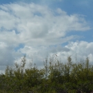 When we visit the mangroves, it's difficult to predict what types of animals we are going to encounter. On this day we were fortunate enough to see what looks like a species of white heron.