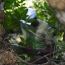 Forest Heights Academy student gets up close and personal with the mangroves so he can record data about the size of the mangrove trees in his quadrat.