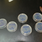 Students at Forest Heights Academy label their agar plates so that they can later check their plates after 3 days, 1 week, and 2 weeks to see if there is any type of fungus growing.