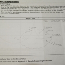 Here is an example of a diseased mangrove leaf drawing from a student at Forest Heights Academy.