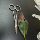 A potentially diseased leaf that has been dissected by a Forest Heights Academy student for the B.A.M. year 2 disease experiment.