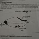 Forest Heights Academy student drawing of a potentially disease mangrove leaf that has multiple lesions. Throughout the B.A.M. program, we try to include components of S.T.E.A.M. (Science, Technology, Engineering, Art, and Math).