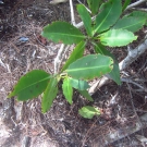 Diseased red mangrove leaves are spotted at Camp Abaco by students in the Marine Biolgoy class at Forest Heights Academy.