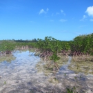 Red mangroves at Camp Abaco in Marsh Harbour, Bahamas