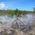 A healthy young red mangrove