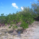 The red mangroves of Camp Abaco line the waters edge, which is typically where they are found.