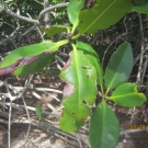 As part of Ryann Rossi's mangrove study, she found signs of diseased mangroves at Camp Abaco. BAM students also found signs of disease on the mangroves located at Camp Abaco.