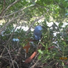 Year 2 B.A.M. students climb through the mangle (mangrove forest) to measure the circumference and height of the mangrove trees as part of their mangrove monitoring activity. They also tag each tree that they measure so that they can remeasure the exact same mangroves during the third phase of the program.