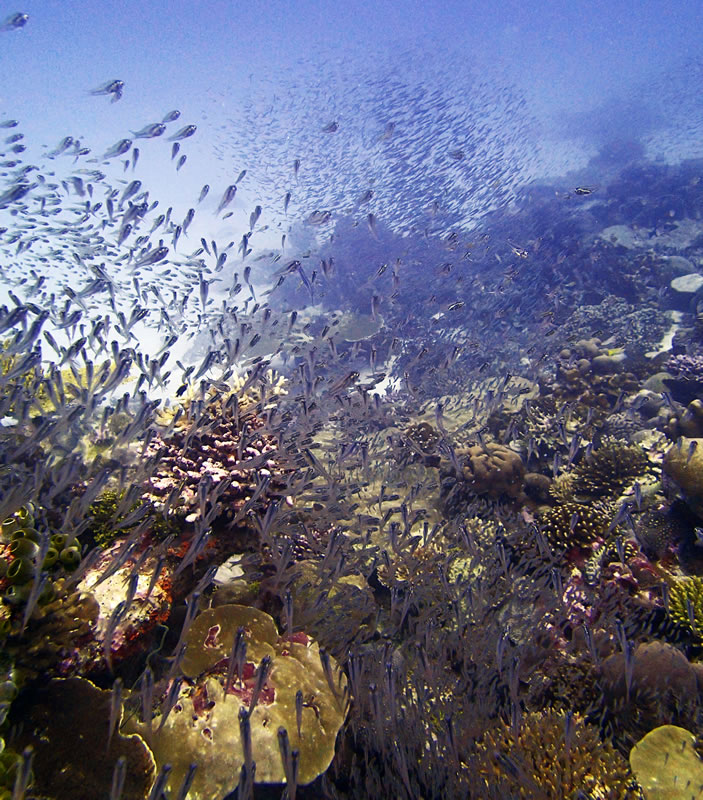 The reefs in BIOT were swarming with fish, the highest fish biomass we\'ve recorded on the GRE.  Photo: Anderson Mayfield/KSLOF