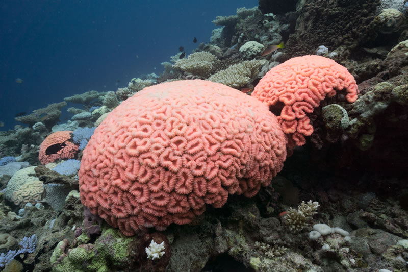 The reefs in BIOT bleached in cotton-candy coral shades of pink and blue. Photo: Philip G. Renaud/KSLOF
