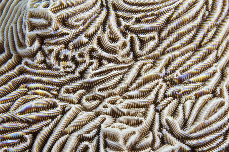 A close up view of the many ridges and valleys within the hard coral (Pachyseris sp.). This coral is also known as elephant skin coral due to its similar appearance. It\'s a zipper coral. ©Keith Ellenbogen/iLCP