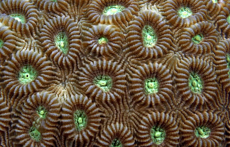 Coral close-up. Photo: Derek Manzello/KSLOF