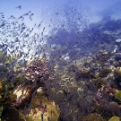 The reefs in BIOT were swarming with fish, the highest fish biomass we\'ve recorded on the GRE.  Photo: Anderson Mayfield/KSLOF