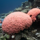 The reefs in BIOT bleached in cotton-candy coral shades of pink and blue. Photo: Philip G. Renaud/KSLOF