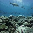 We were the first to witness a mass bleaching event in BIOT this year. Photo: Philip G. Renaud/KSLOF