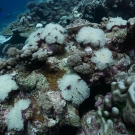 The corals were not the only things to bleach in the sunny, calm, waters, the anemones bleached too! Photo: Philip G. Renaud/KSLOF