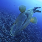 Diving the big blue corner with a humphead wrasse. ©Keith Ellenbogen/iLCP   