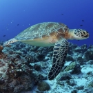 A Green Sea Turtle swims over the coral reef. Green sea turtles are listed as endangered by the IUCN and CITES and is protected from exploitation in most countries. ©Keith Ellenbogen/iLCP 