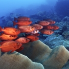 A school of Crescent-Tail Bigeye showing their vibrant red coloration within a healthy coral reef. ©Keith Ellenbogen/iLCP  