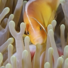 A closeup image of a pink anemonefish within the tentacles of a magnificent anemone. ©Keith Ellenbogen/iLCP