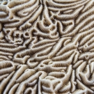 A close up view of the many ridges and valleys within the hard coral (Pachyseris sp.). This coral is also known as elephant skin coral due to its similar appearance. It\'s a zipper coral. ©Keith Ellenbogen/iLCP 