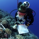 Scientist conducting benthic surveys of the coral reef. ©Keith Ellenbogen/iLCP   