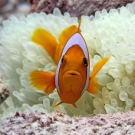 Nemo and the zombie Anemone https://livingoceansfoundation.org/nemo-and-the-zombie-anemone/ Photo: Derek Manzello/KSLOF