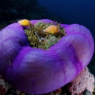 Our favorite from the Global Reef Expedition in Palau, of two clownfish in thier host anemone. ©Keith Ellenbogen/iLCP