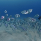 Even the areas away from the reefs had large schools of fish in Palau. ©Keith Ellenbogen/iLCP 